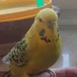 Lemon ganz zutraulich