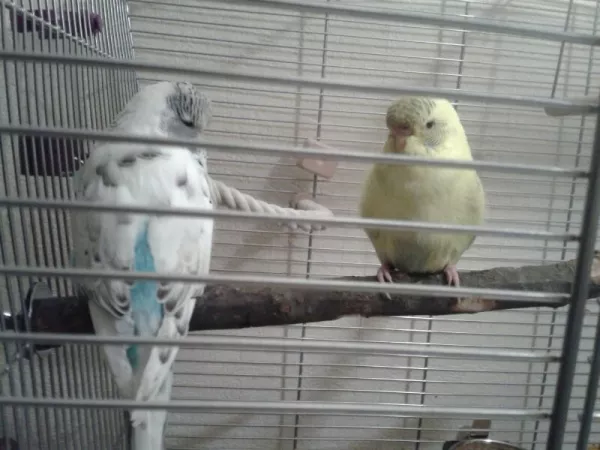 Wellensittich-Bild: Speiky und Meiky