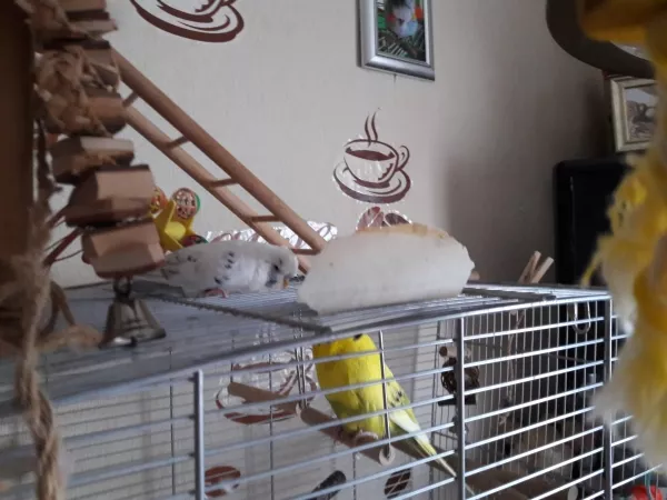Wellensittich-Bild: Hier ist chillen angesagt, also psst..