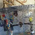 Meine Rackers