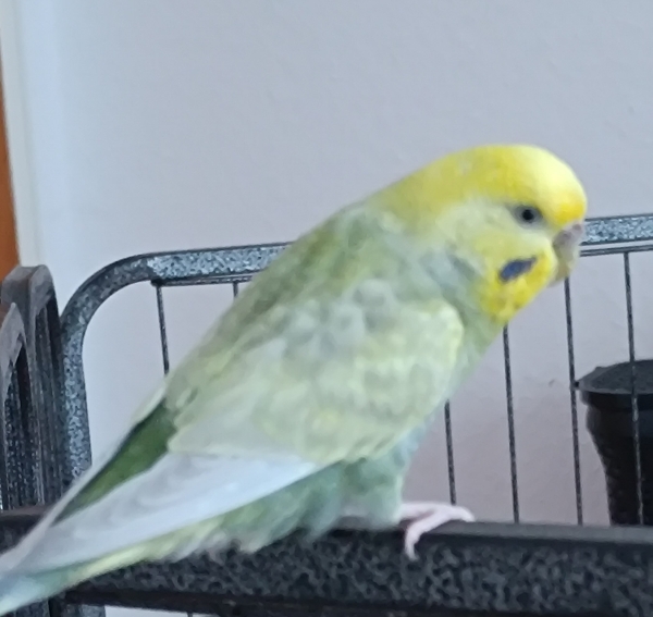 Miyu
