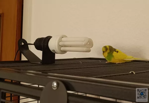 Wellensittich-Bild: Chico auf den Käfig beim dösen.