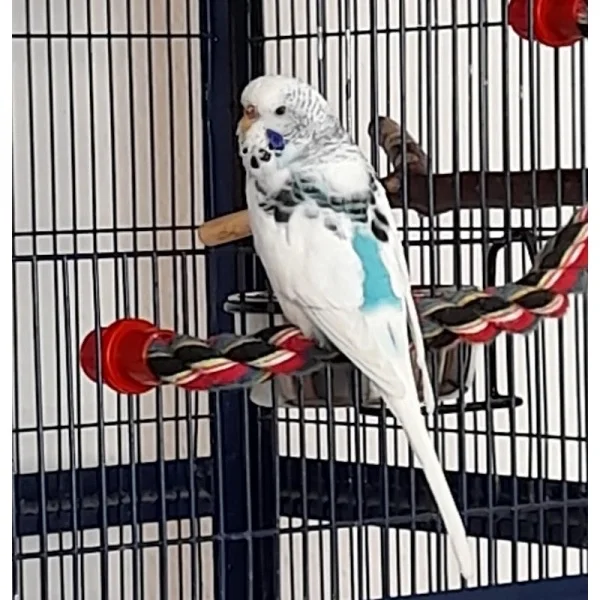 Wellensittich-Bild: Profil