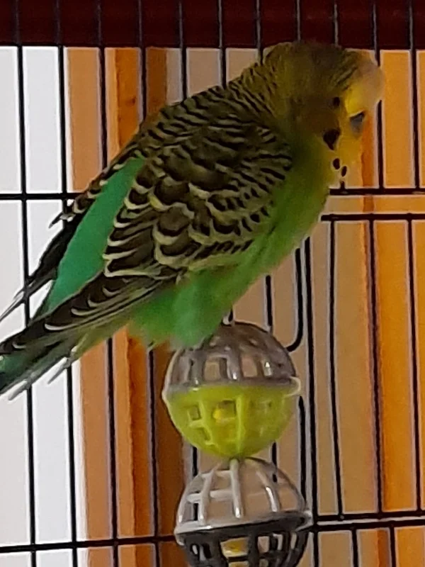 Wellensittich-Bild: Einfach gemütlich: ein Bein am Gitter und einen auf den Ball.
Für Bamm-Bamm ist es sein fester Schlafplatz.