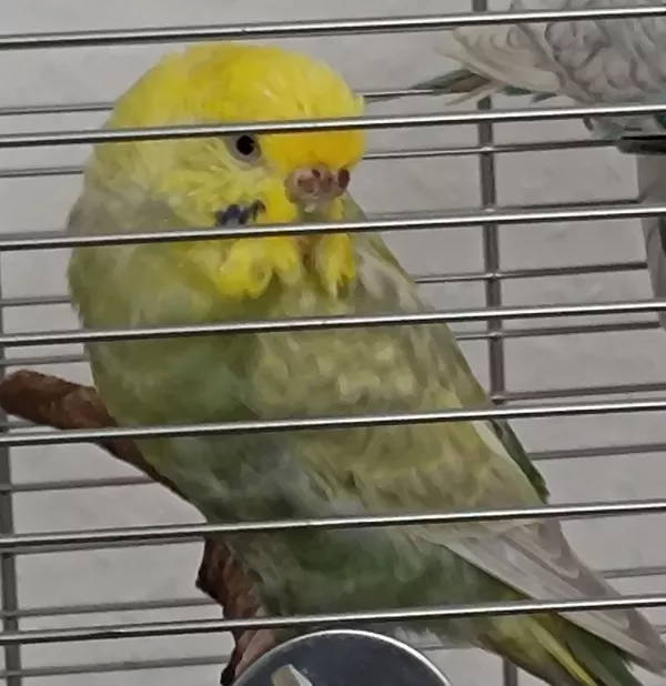 Wellensittich-Bild: Miyu beim schauen, sie verträgt sich sehr mit Holly.