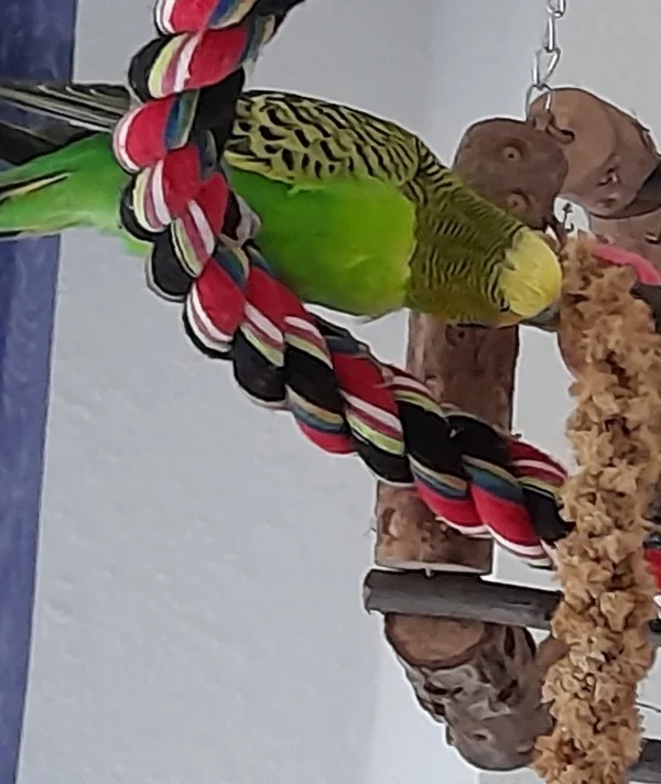 Wellensittich-Bild: Hirse ist so lecker