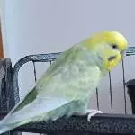 Die schöne Miyu