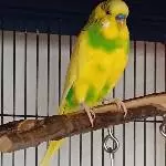 Chico, der Schecke