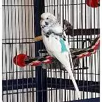 Lani vor der Voliere