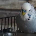 Grau-Portrait