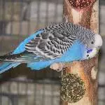 BlauFoto