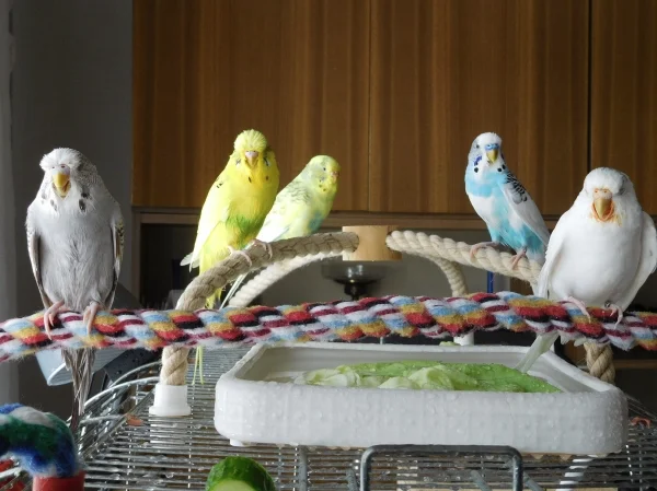Wellensittich-Bild: Plitsch, platsch wir sind ja sowas von klitschnass. :)