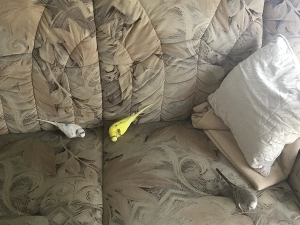Wellensittich-Bild: Fängt einer an, kommen die anderen hinterher...Wellis können ganz schön frech sein und schon muss man sich einen anderen Sitzplatz suchen, um die Herrschaften nicht zu stören beim Erkunden. 