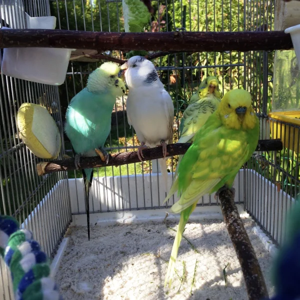 Wellensittich-Bild: Es ist endlich Sommer und wir können alle zusammen in den Garten - Vitamin D tanken. Im Halbschatten dösen ist soooo schön. 