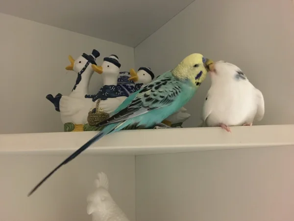 Wellensittich-Bild: Lissie kann ein Glück haben - braucht nie allein fressen!