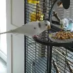 Willkommensschmaus