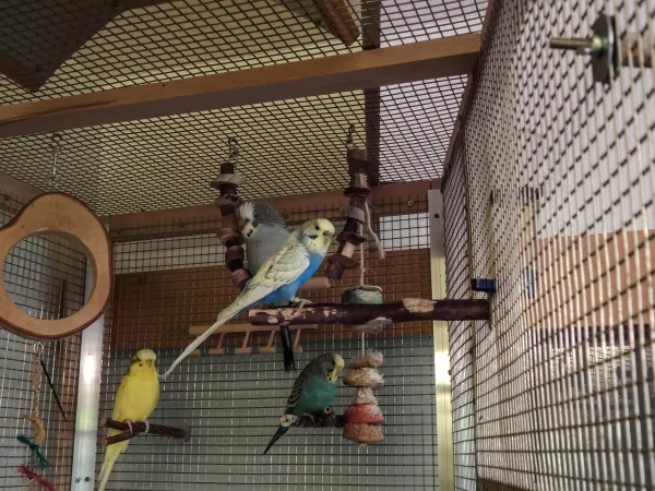 Wellensittich-Bild: alle zusammen erwischt, Chipsy, Sam, Tommy Blu und Jacky
