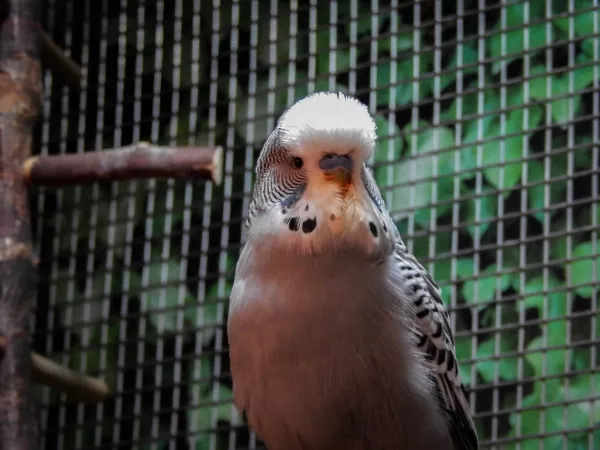 Wellensittich-Bild: unser Sam nach dem Genuss einer Karotte