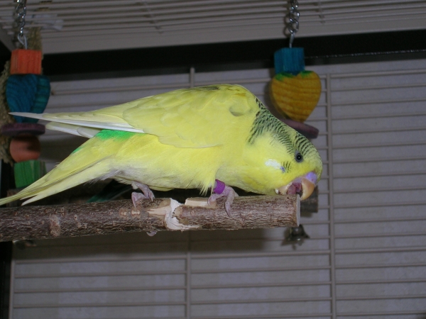 Chipsy