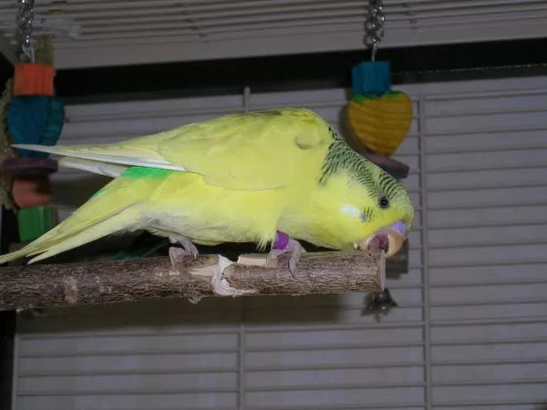 Wellensittich-Bild: ein altes Bild von meinem Chipsy, wie er neugierig alles anknabbert