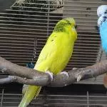 Chipsy & Pino