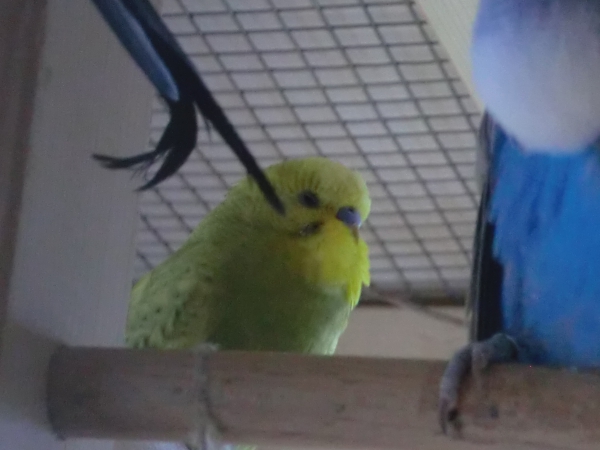 Aki