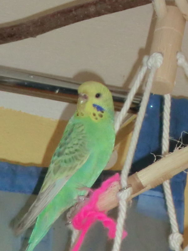 Lucy