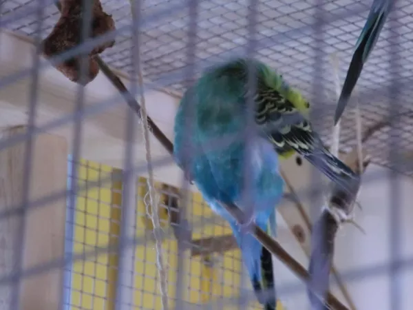 Wellensittich-Bild: Bubi: Ein hübscher Hahn muss auch sehr viel Zeit auf sein Äußeres verwenden ;)