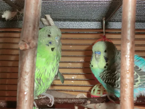 Wellensittich-Bild: Badeentchen