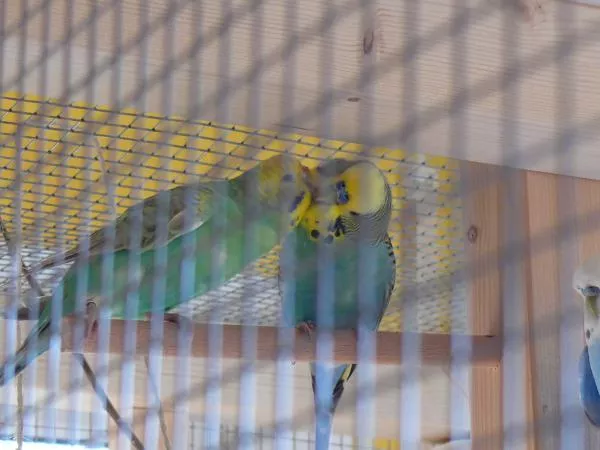 Wellensittich-Bild: Bubi und Lucy beim Turteln <3