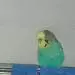 Bubi