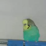 Plusterbubi