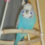 Blue der King