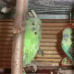 Bubi und Nicki