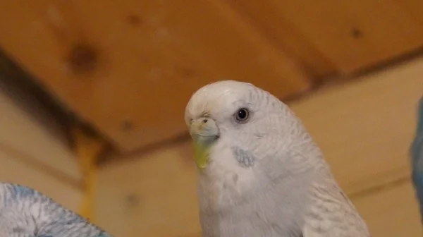Wellensittich-Bild: Können diese Augen lügen?