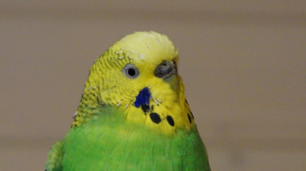 PHPSESSID