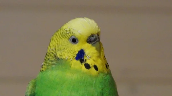 Wellensittich-Bild: Karneval...ich geh als Igel