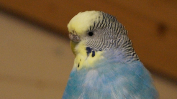 PHPSESSID