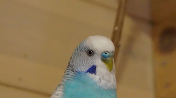Wellensittich-Bild: Komm näher und du erlebst dein blaues Wunder...
