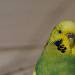 Tweety stellt sich vor.