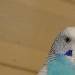 Blue stellt sich vor