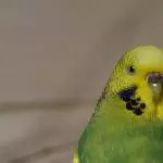 Tweety stellt sich vor.
