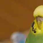 Molly stellt sich vor