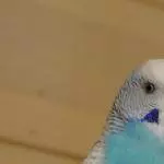 Blue stellt sich vor