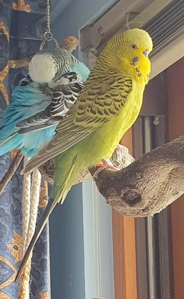 Wellensittich-Bild: Charlie wurde zum züchten da, bis er bei mir einzog. Er hat sich gut eingelebt, liebt es herumzufliegen und die Wohnung zu erforschen.