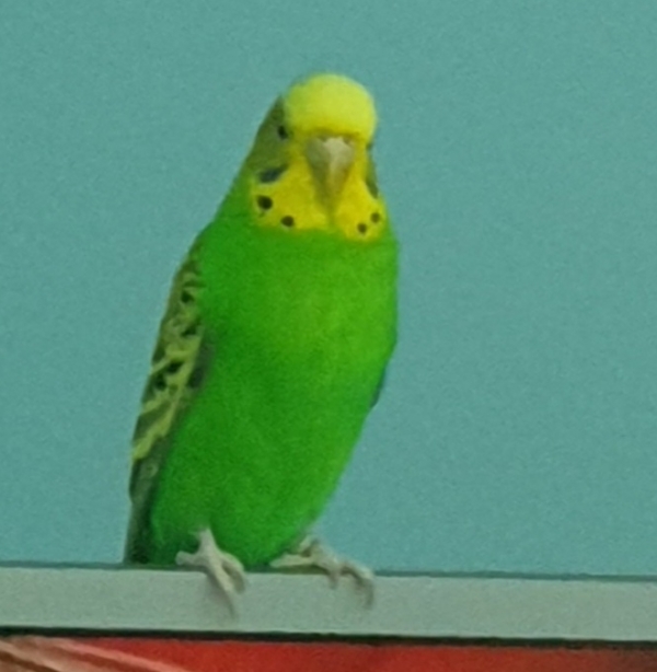 PHPSESSID