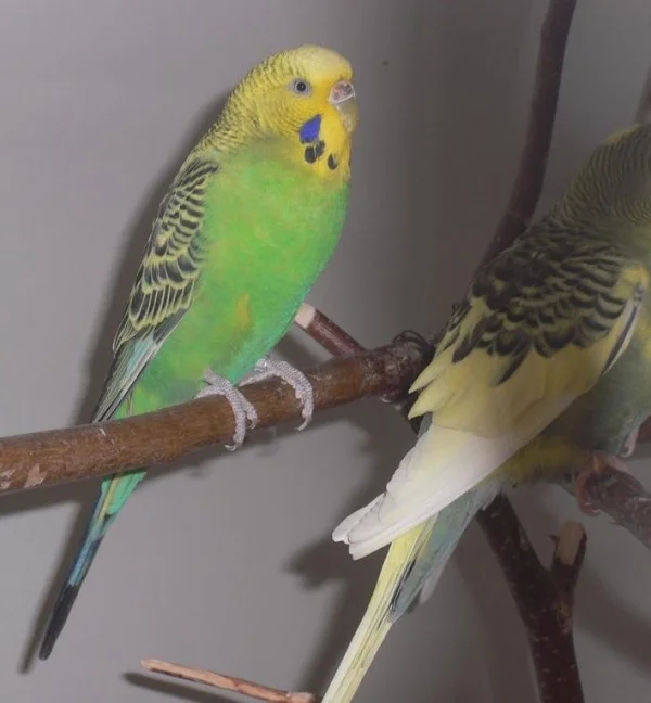 Wellensittich-Bild: die beste Fliegerin