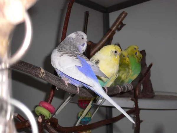 Wellensittich-Bild: da zu gucken?
