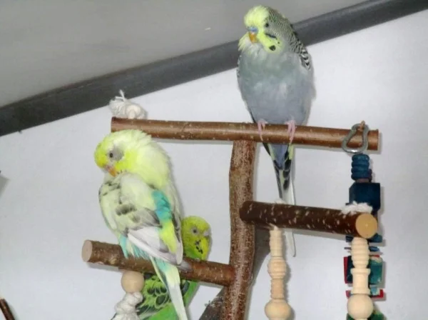 Wellensittich-Bild: Piro: Ständig diese Stoppeln und die Kehltupfen gehen mir auch aus.
Fozzy: Mach dir nichts draus Piro, ich habe gar keine Kehltupfen!