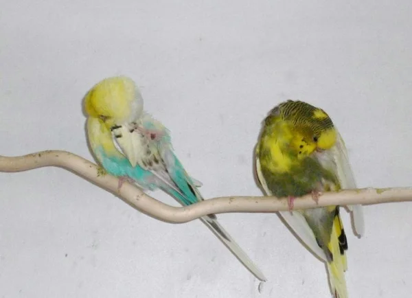 Wellensittich-Bild: Fozzy und Gozo machen sich schön